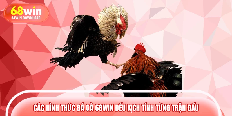 Các hình thức đá gà 68WIN đều kịch tính từng trận đấu