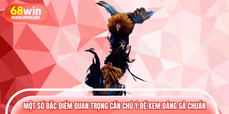 Một số đặc điểm quan trọng cần chú ý để xem dáng gà chuẩn