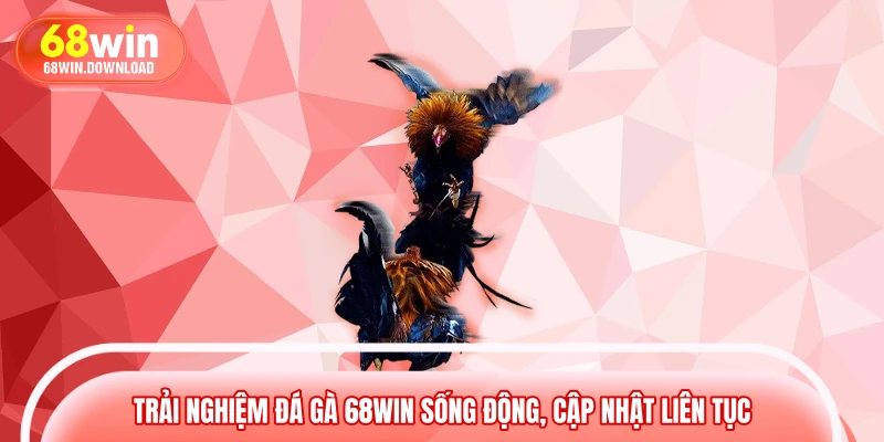 Trải nghiệm đá gà 68WIN sống động, cập nhật liên tục