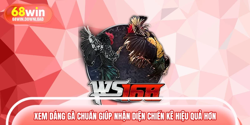 Xem dáng gà chuẩn giúp nhận diện chiến kê hiệu quả hơn